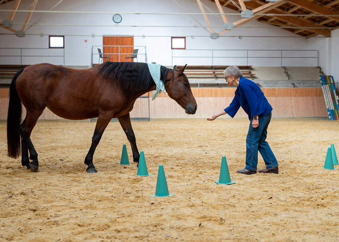 Ein Beispielbild für ein pferdegestütztes Coaching in der Halle.
